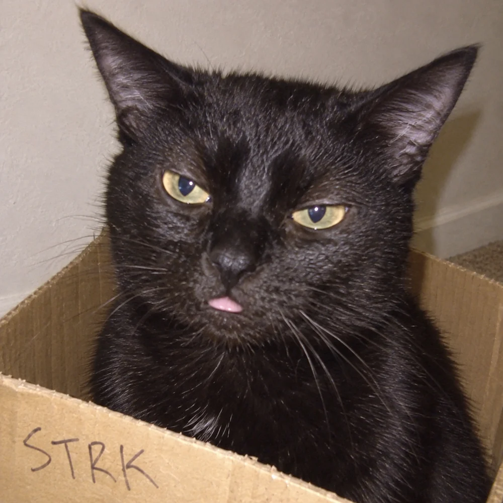 The black Starknet Cat in a cardboard STRK box, with yellow eyes, sideways ears and its tongue out.